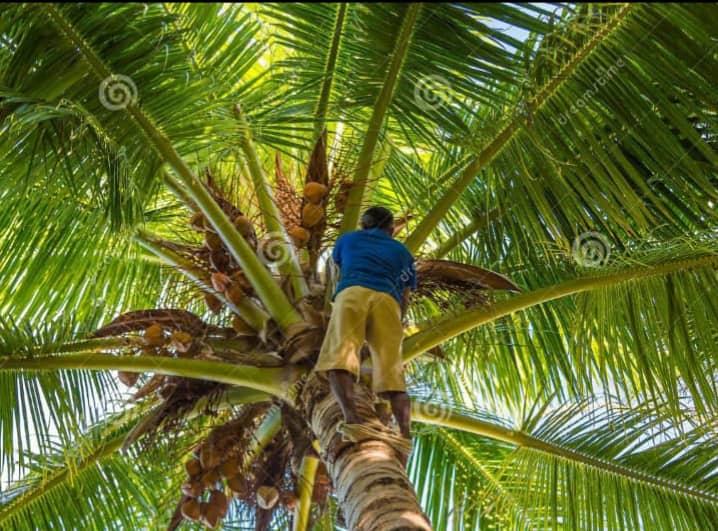 best of Tree climbed coconut