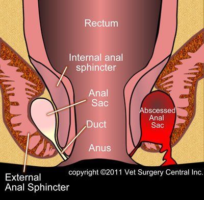 best of Removed anal glands