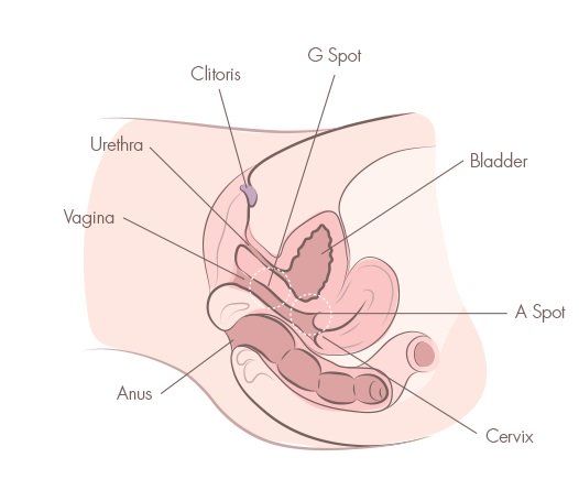 Armed F. reccomend fuck position cervix