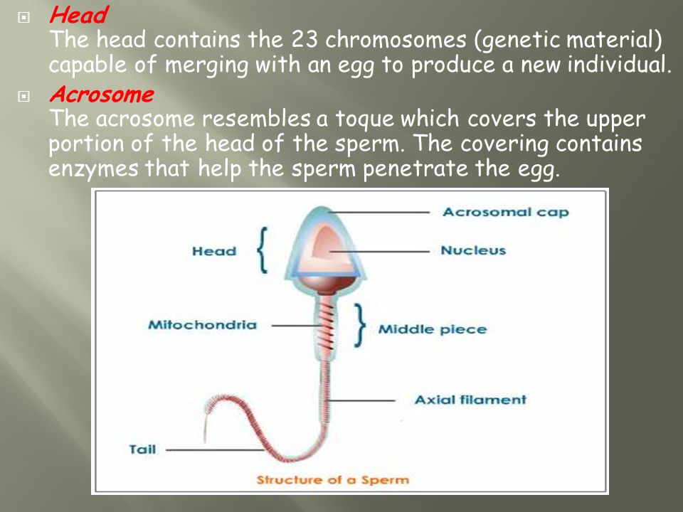 Sabre-Tooth recommendet number human sperm cells