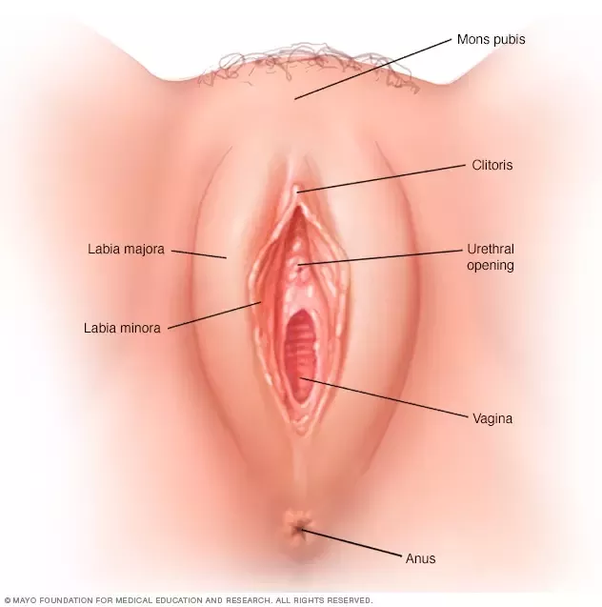 Kraken recommendet vaginal right hole