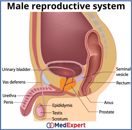 Deferens sperm blockage