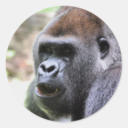 Sunstone reccomend bank gorilla spank