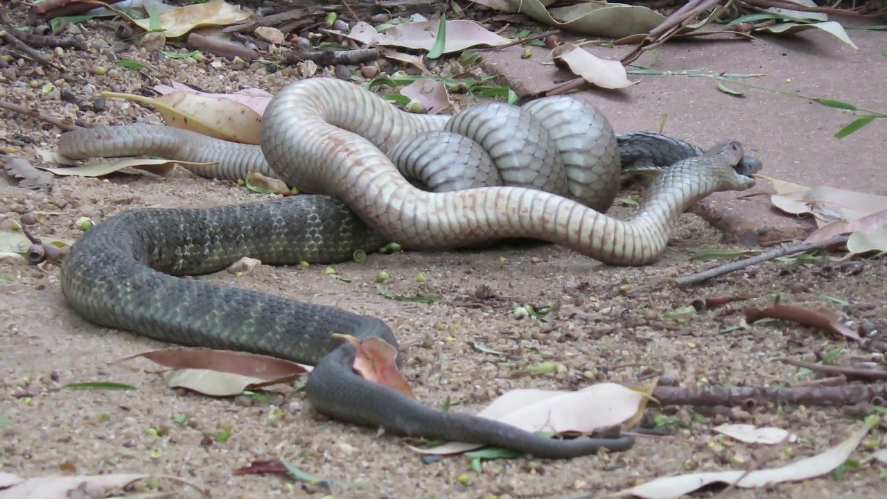 Beaver snake upskirt