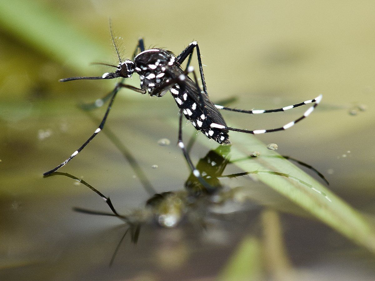 Dingo reccomend asian mosquito tiger