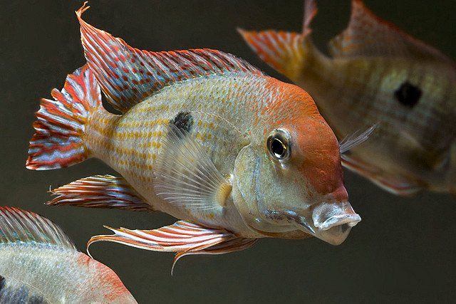 Equinox reccomend geophagus redhead tapajos