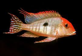 Geophagus redhead tapajos